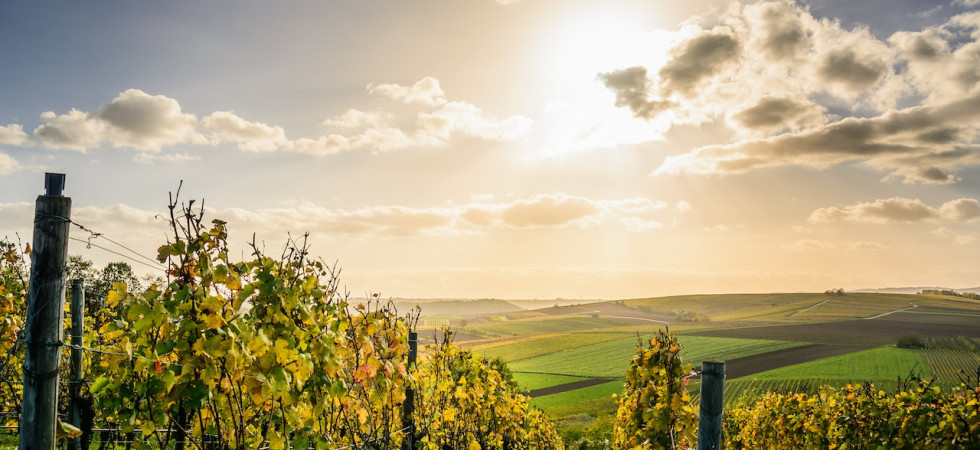 Alla scoperta dei vigneti delle Dolomiti: l'eccellenza enologica delle Alpi